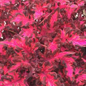 Coleus